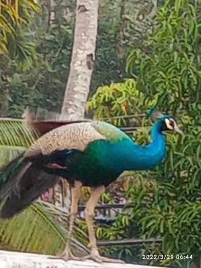 Devi Kripa Residency Apartment Varkala Ngoại thất bức ảnh